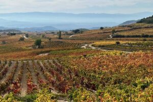 Full Day Tasting The Unknown Rioja Wine Region - Bodegas Gómez Cruzado in Haro: 5 wines, olive oil, and a producer neighborhood walk