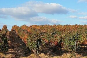 Full Rioja Wine Tour with Lunch from San Sebastian Private Tour - San Sebastián pickup and the ride into Rioja wine country