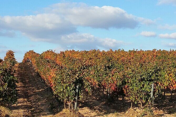 Full Rioja Wine Tour with Lunch from San Sebastian Private Tour - San Sebastián pickup and the ride into Rioja wine country