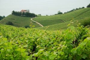 Private Basque Cheese & Txakoli Wine Tour from San Sebastian - Idiazabal cheese near Aia: unpasteurized sheep’s milk and the real production talk