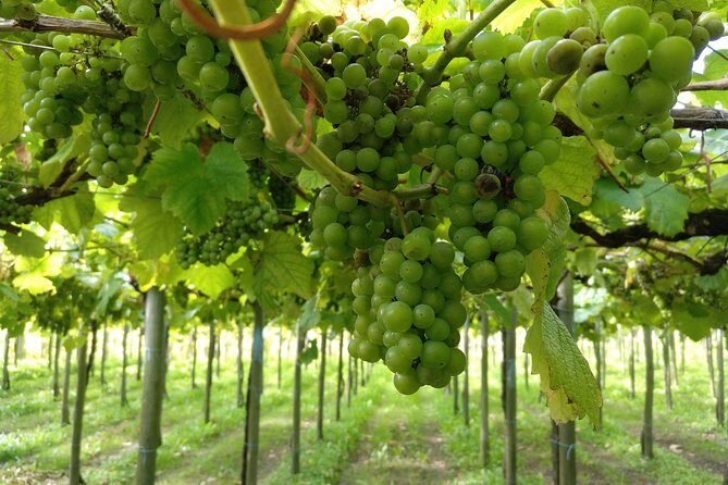 Private Basque Cheese & Txakoli Wine Tour from San Sebastian - The drive and pacing: how the whole 8 hours actually feels