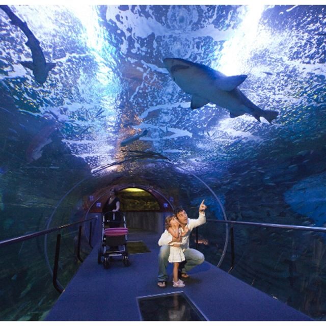 San Sebastian walking tour and aquarium - Inside the San Sebastián Aquarium: the panoramic tunnel and what to look for